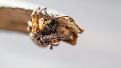 digital growth and innovation